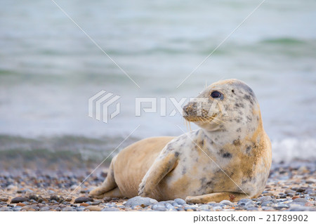 Young baby atlantic Grey Seal Young baby atlantic Grey Seal 21789902