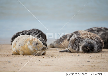 Young baby atlantic Grey Seal Young baby atlantic Grey Seal 21789903