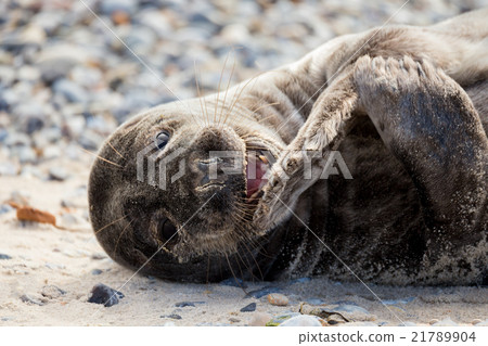 Young atlantic Grey Seal portrait Young atlantic Grey Seal portrait 21789904