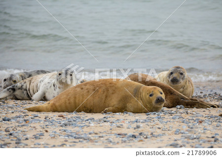 atlantic Grey Seal portrait atlantic Grey Seal portrait 21789906