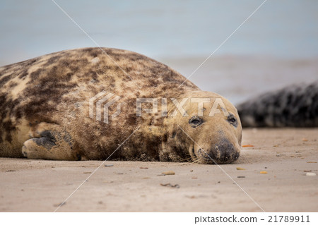 atlantic Grey Seal portrait atlantic Grey Seal portrait 21789911