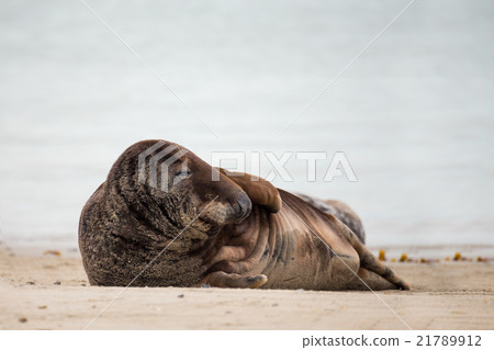 atlantic Grey Seal portrait atlantic Grey Seal portrait 21789912