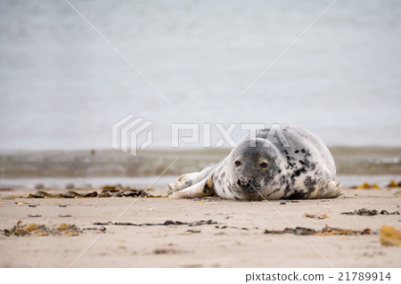 Young baby atlantic Grey Seal 21789914