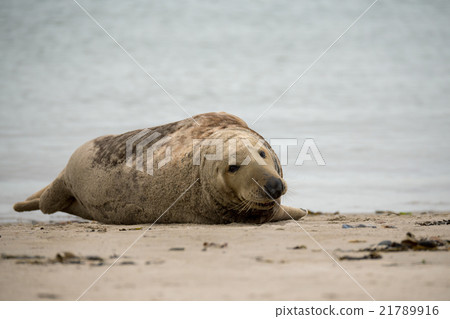 atlantic Grey Seal portrait atlantic Grey Seal portrait 21789916