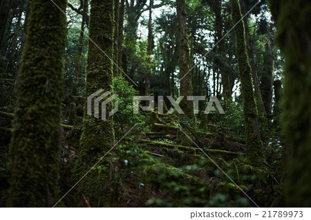 Forest landscape 21789973