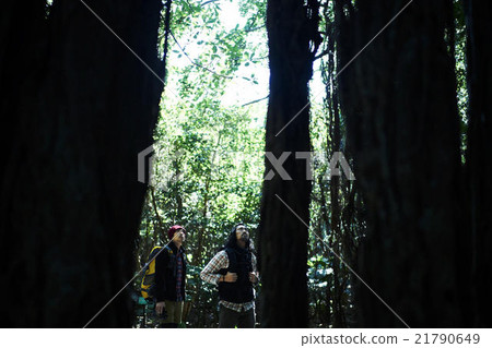 Men looking up at big trees 21790649
