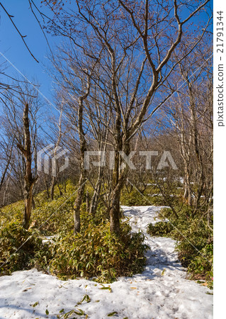 Spring climbing: Jizo Dake [Akagi] (6) 21791344