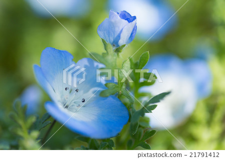 Nemophila 21791412