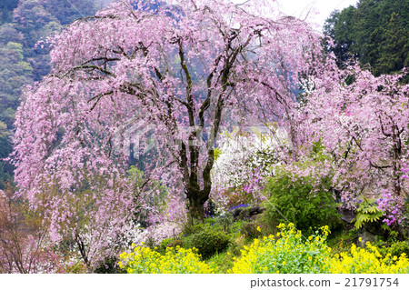 Taoyuan Temple flower temple in the metropolitan area 21791754