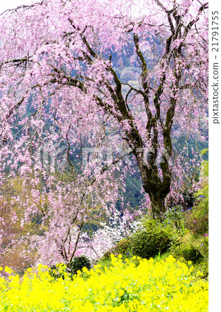 Taoyuan Temple flower temple in the metropolitan area 21791755
