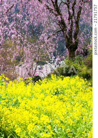 Taoyuan Temple flower temple in the metropolitan area 21791757