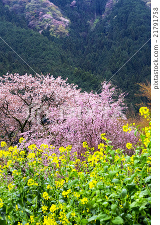 桃園寺花都市在大都會區 21791758
