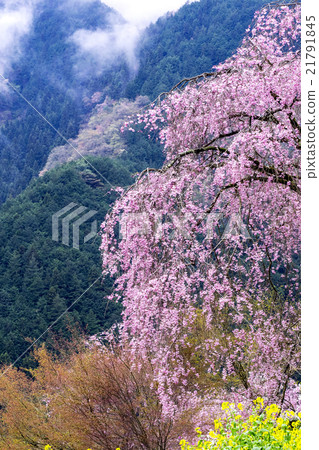 Taoyuan Temple of Tokyo Metropolitan Temple Ryujoin 21791845