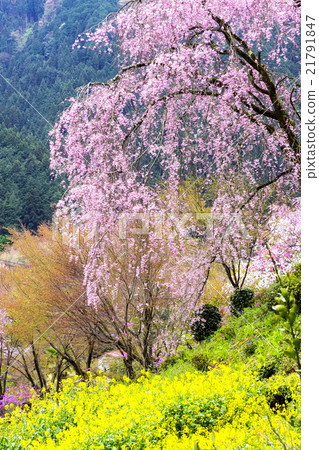 Taoyuan Temple of Tokyo Metropolitan Temple Ryujoin 21791847