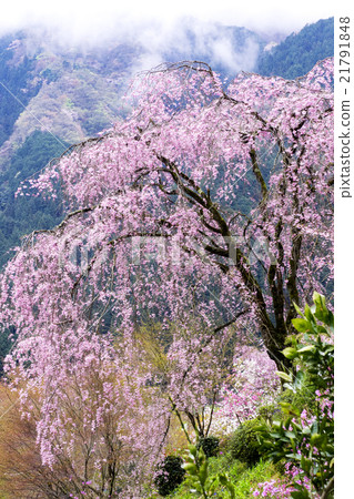 Taoyuan Temple of Tokyo Metropolitan Temple Ryujoin 21791848