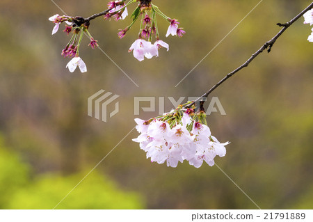 Taoyuan Temple of Tokyo Metropolitan Temple Ryujoin 21791889