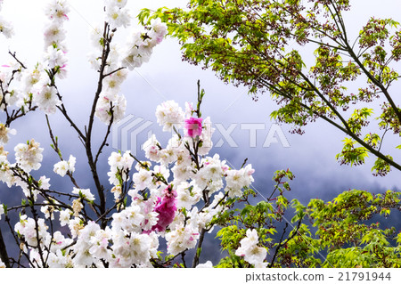 Taoyuan Temple of Tokyo Metropolitan Temple Ryujoin 21791944