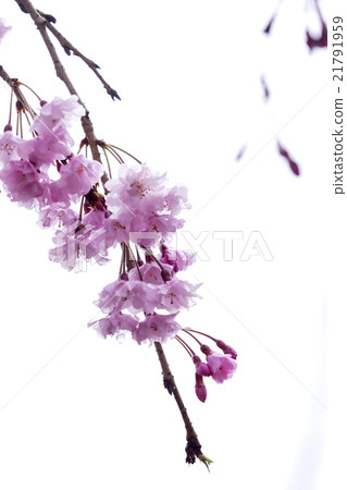 Taoyuan Temple of Tokyo Metropolitan Temple Ryujoin 21791959