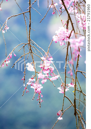 桃園寺東京大都會教堂Ryujoin 21791960