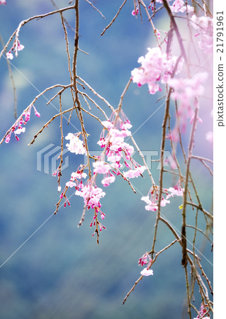 Taoyuan Temple of Tokyo Metropolitan Temple Ryujoin 21791961