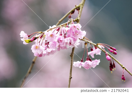 死棕色櫻桃樹 21792041