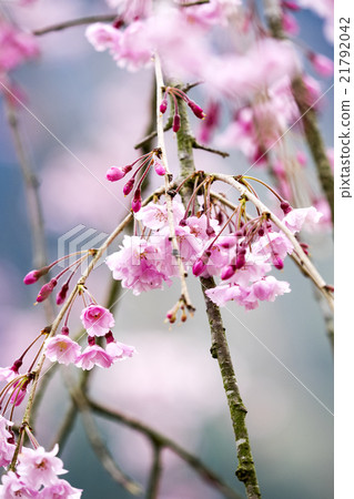 Dead brown cherry tree 21792042
