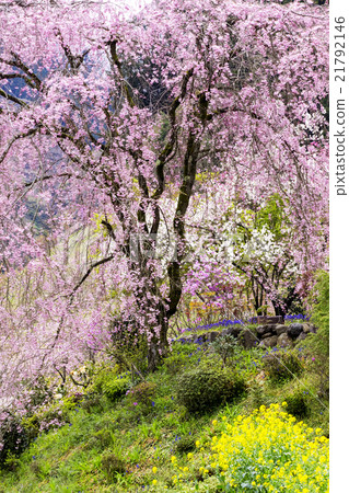 Taoyuan Temple of Tokyo Metropolitan Temple Ryujoin 21792146