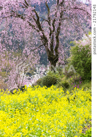 Taoyuan Temple of Tokyo Metropolitan Temple Ryujoin 21792148
