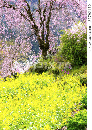 Taoyuan Temple of Tokyo Metropolitan Temple Ryujoin 21792150