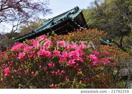 Kamakura Kozuraji Azalea bell tower Kamakura Kozuraji Azalea bell tower 21792259