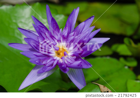 Lotus or Water Lily 21792425