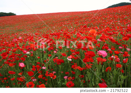 Poppy field in the sky Poppy field in the sky 21792522
