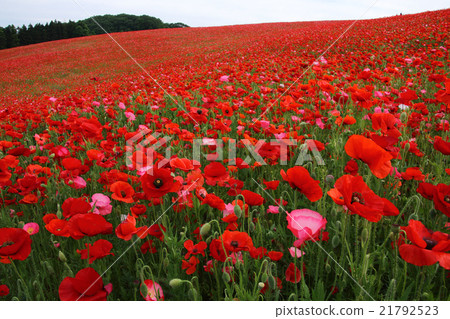 Poppy field in the sky Poppy field in the sky 21792523