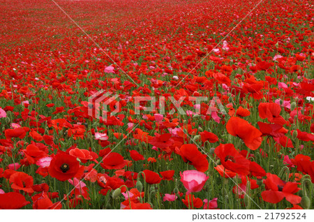 Poppy field in the sky Poppy field in the sky 21792524