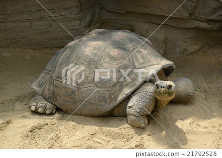 Giant tortoise 21792528