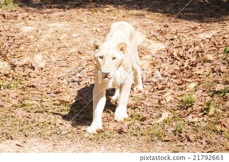 Female Lion walking Female Lion walking 21792663