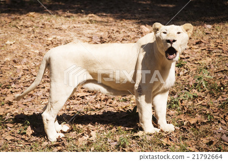 Female Lion walking 21792664