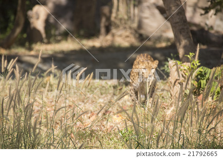 the leopard are hiding 21792665