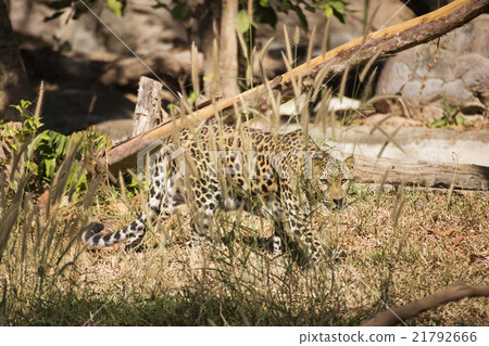 the leopard are hiding 21792666