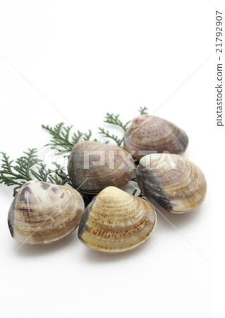Clam Clam 21792907