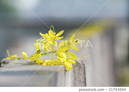 cassia fistula 21793004