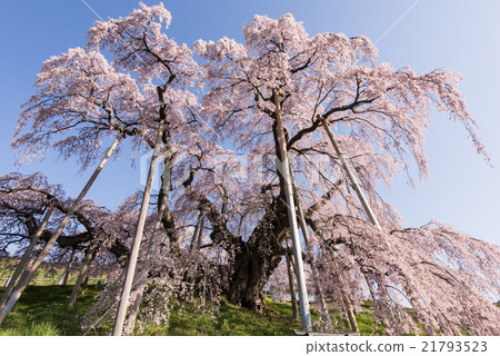 Miharu Taki Sakura 21793523