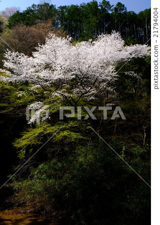 山櫻花和新鮮的綠化(奈良吉野郡東吉野村) 山櫻花和新鮮的綠化(奈良吉野郡東吉野村) 21794004