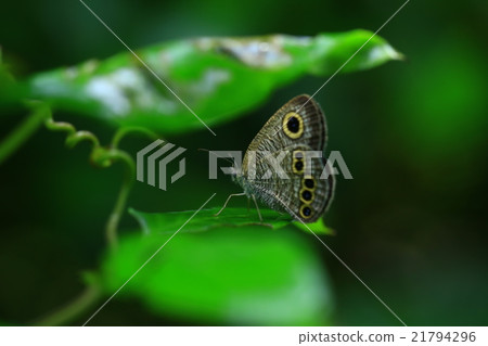 Uyanura Nanijomeome的休息 21794296