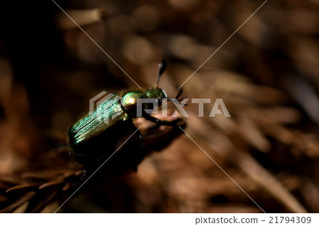 Rest of the caterpillars 21794309