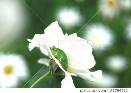 House dwelling place 21794312