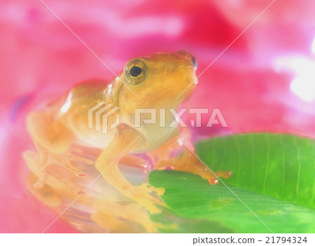 Surrounded by flowers 21794324