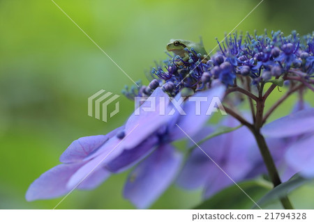 Baby frog living place 21794328