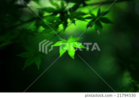 Summer autumn leaves 21794330