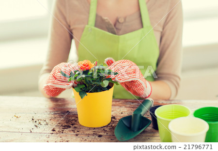 close up of woman hands planting roses in pot 21796771
